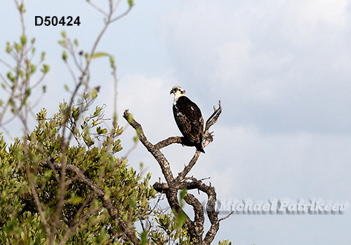 Osprey (Pandion haliaetus)